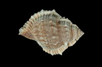 藏品(赤蛙螺)的圖片